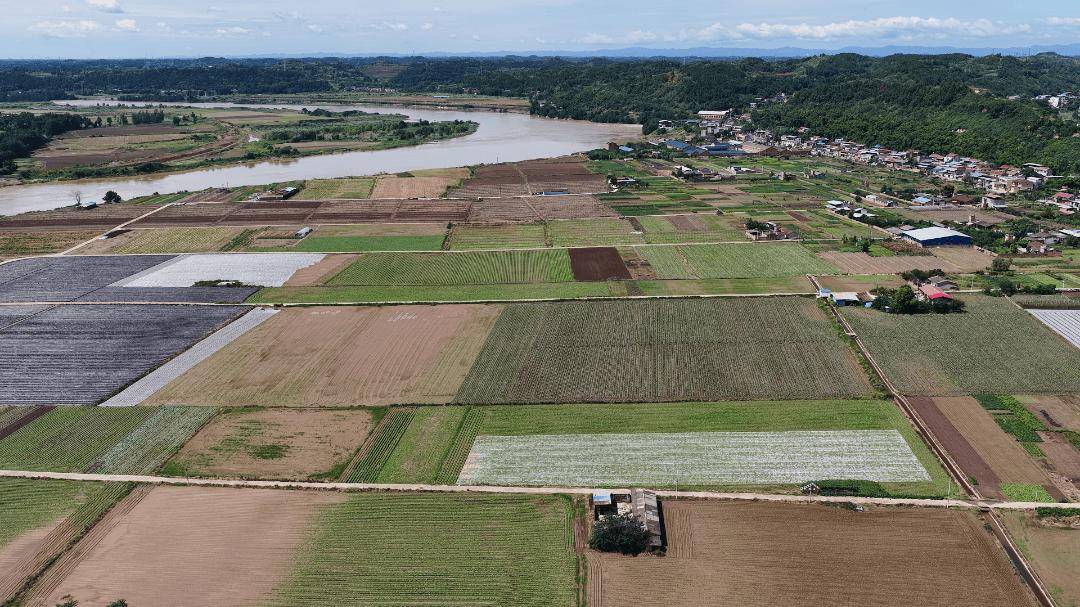 00亩萝卜种植忙 产业发展显活力开元ky棋牌杨家镇互助村:20(图1) 00亩萝卜种植忙 产业发展显活力开元ky棋牌杨家镇互助村:20(图1)