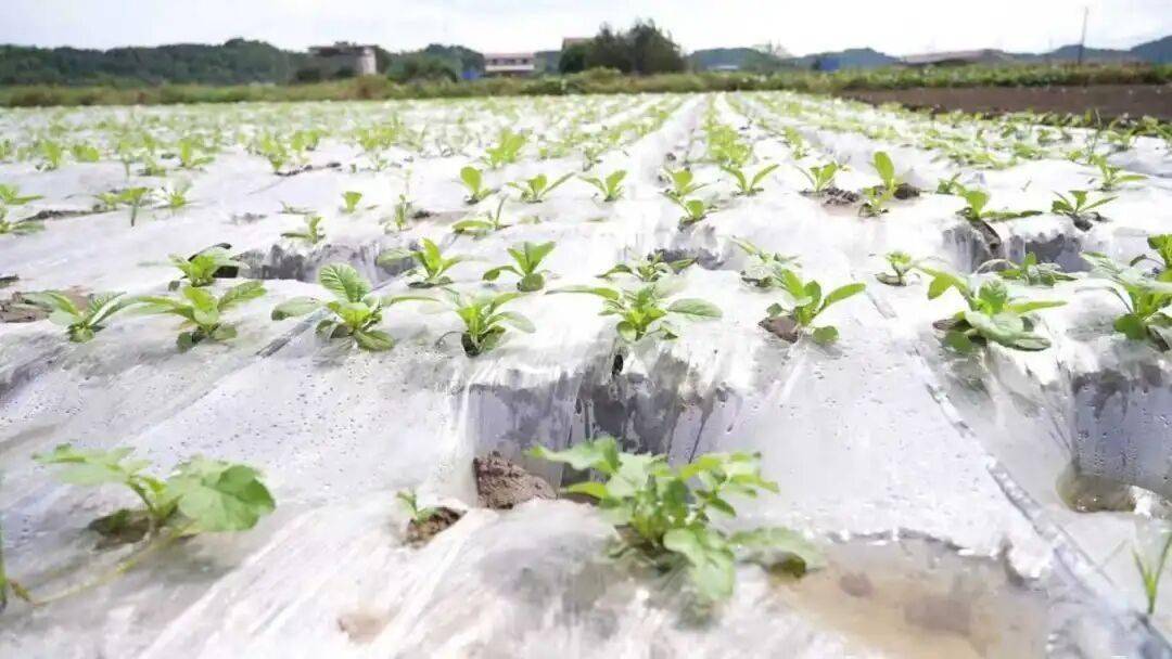 00亩萝卜种植忙 产业发展显活力开元ky棋牌杨家镇互助村:20(图2) 00亩萝卜种植忙 产业发展显活力开元ky棋牌杨家镇互助村:20(图2)