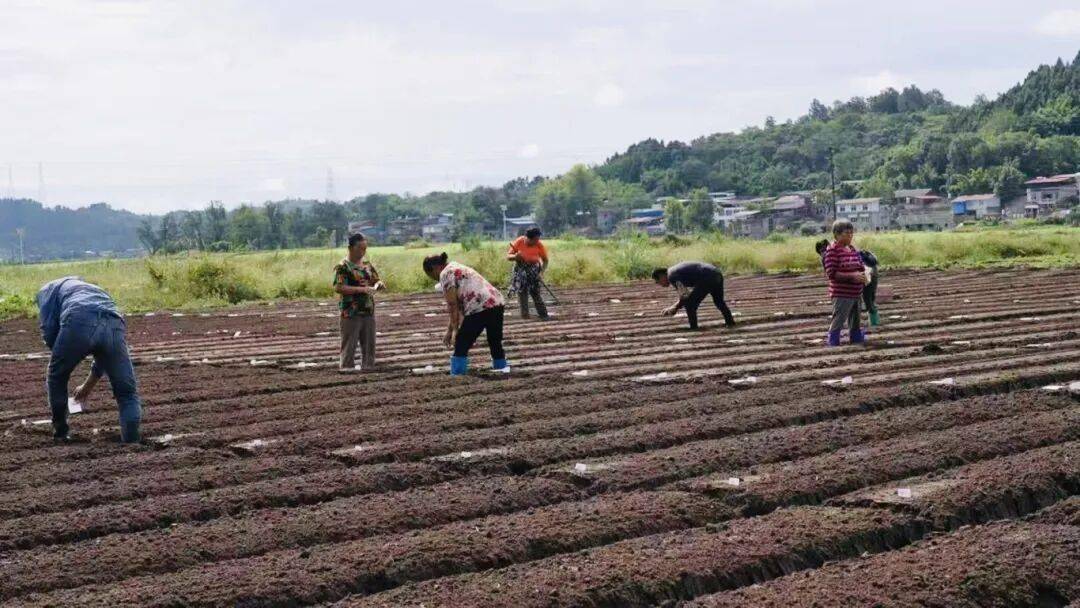 00亩萝卜种植忙 产业发展显活力开元ky棋牌杨家镇互助村:20(图3) 00亩萝卜种植忙 产业发展显活力开元ky棋牌杨家镇互助村:20(图3)