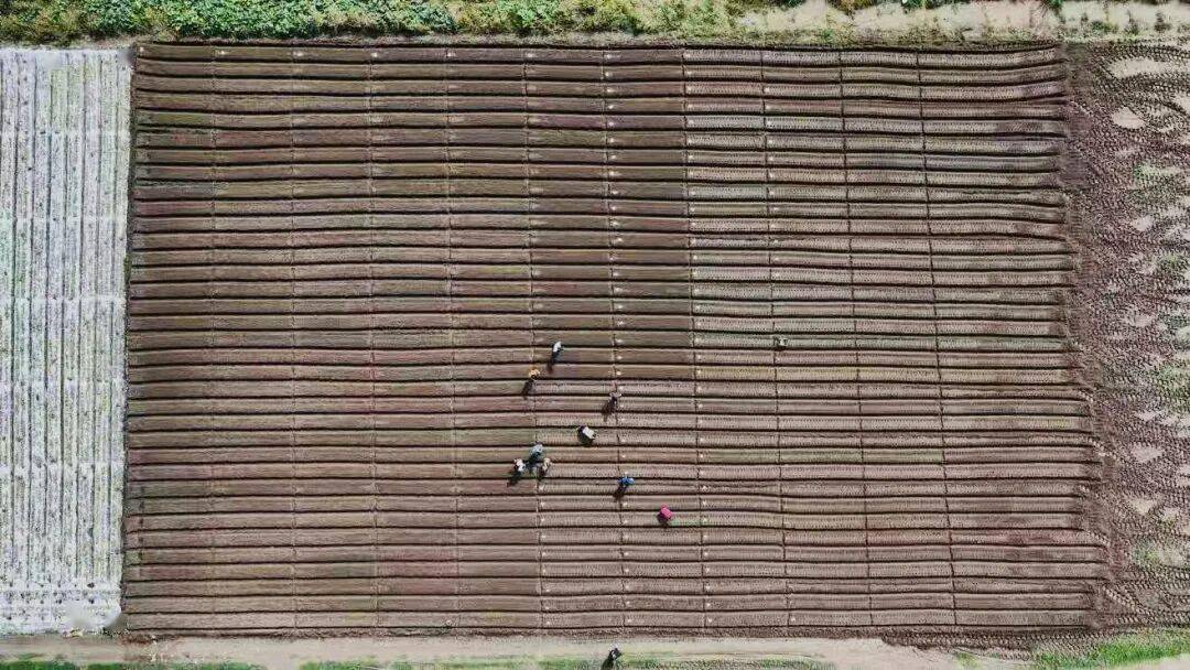 00亩萝卜种植忙 产业发展显活力开元ky棋牌杨家镇互助村:20(图4) 00亩萝卜种植忙 产业发展显活力开元ky棋牌杨家镇互助村:20(图4)