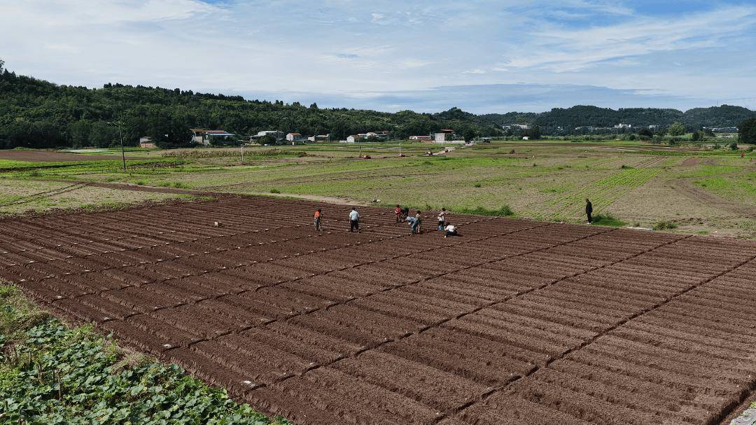 00亩萝卜种植忙 产业发展显活力开元ky棋牌杨家镇互助村:20(图6) 00亩萝卜种植忙 产业发展显活力开元ky棋牌杨家镇互助村:20(图6)