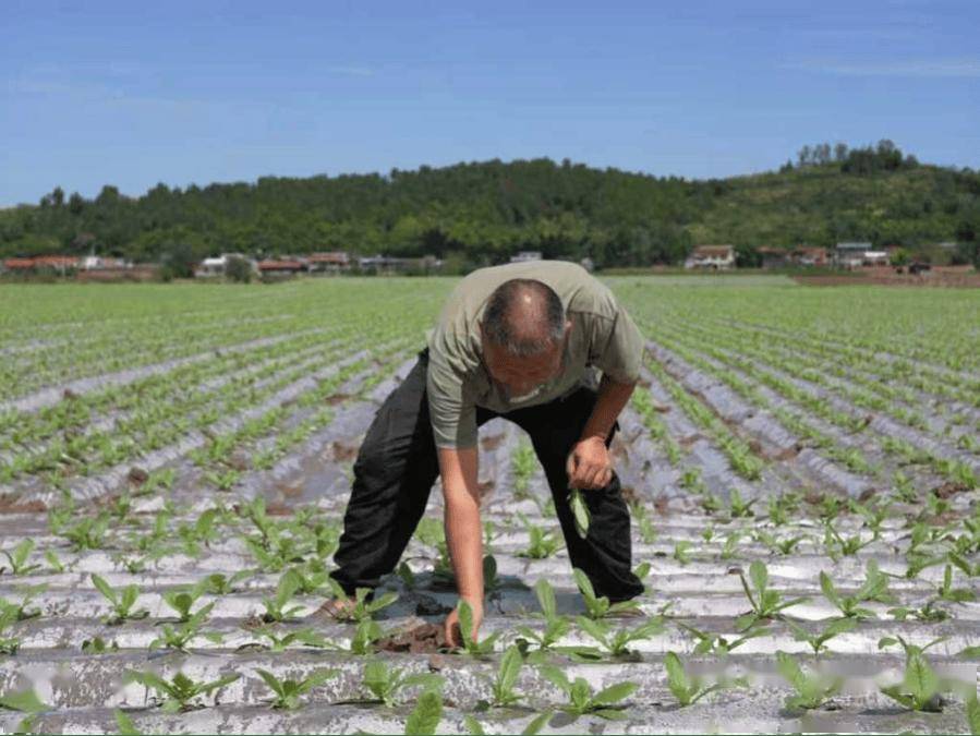 00亩萝卜种植忙 产业发展显活力开元ky棋牌杨家镇互助村:20(图5) 00亩萝卜种植忙 产业发展显活力开元ky棋牌杨家镇互助村:20(图5)