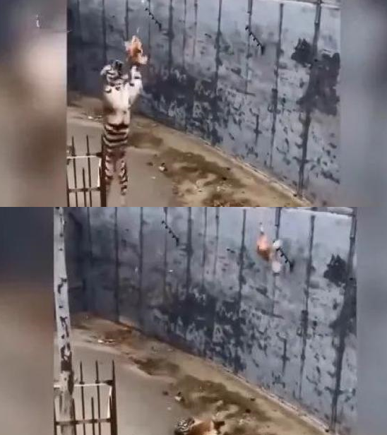 揭秘网红塔罗牌占卜敛财术开元棋牌试玩【8点见】(图2)